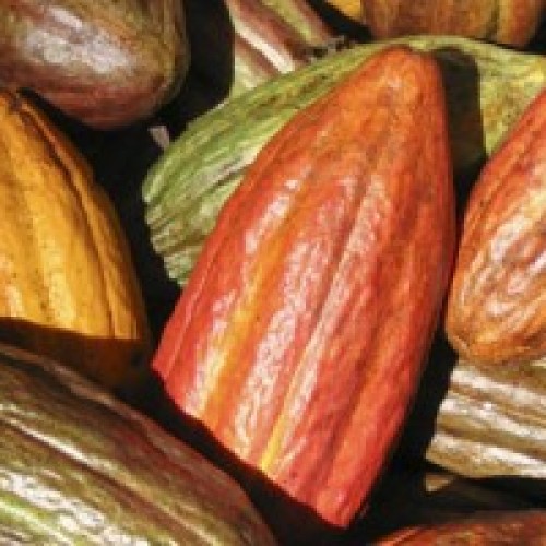 Cocoa seed extract (theobromine 10-40%)